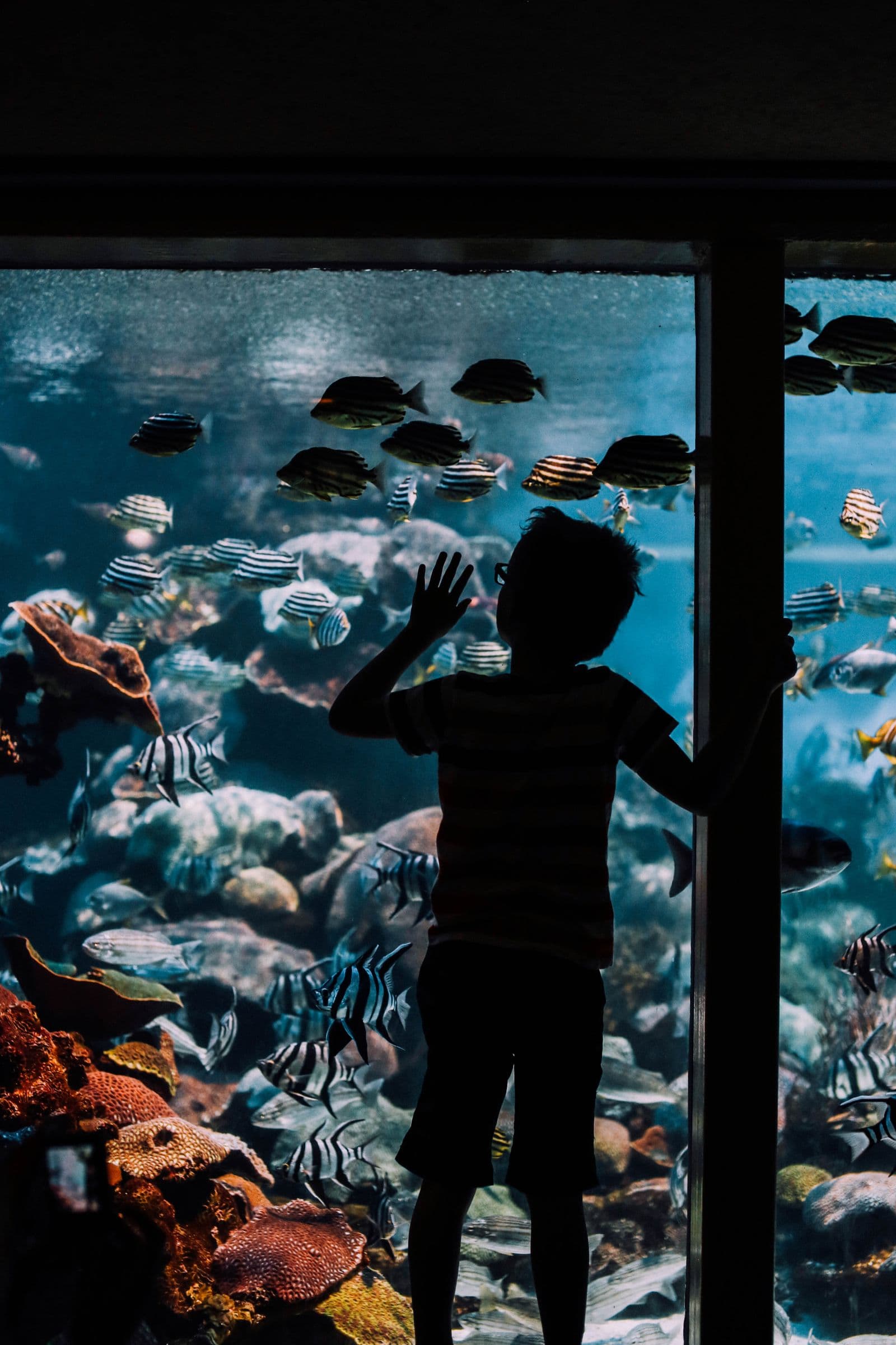 La silhouette d'un enfant qui observe des poissons tropicaux à travers la vitre d'un aquarium