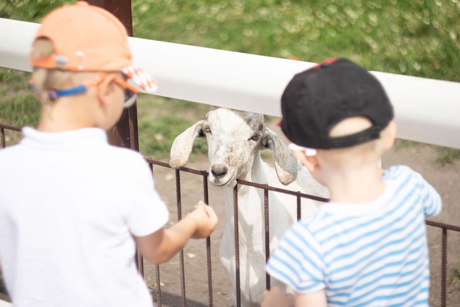 Deux jeunes enfants, vus de dos, qui nourrissent une chèvre par-dessus une clôture