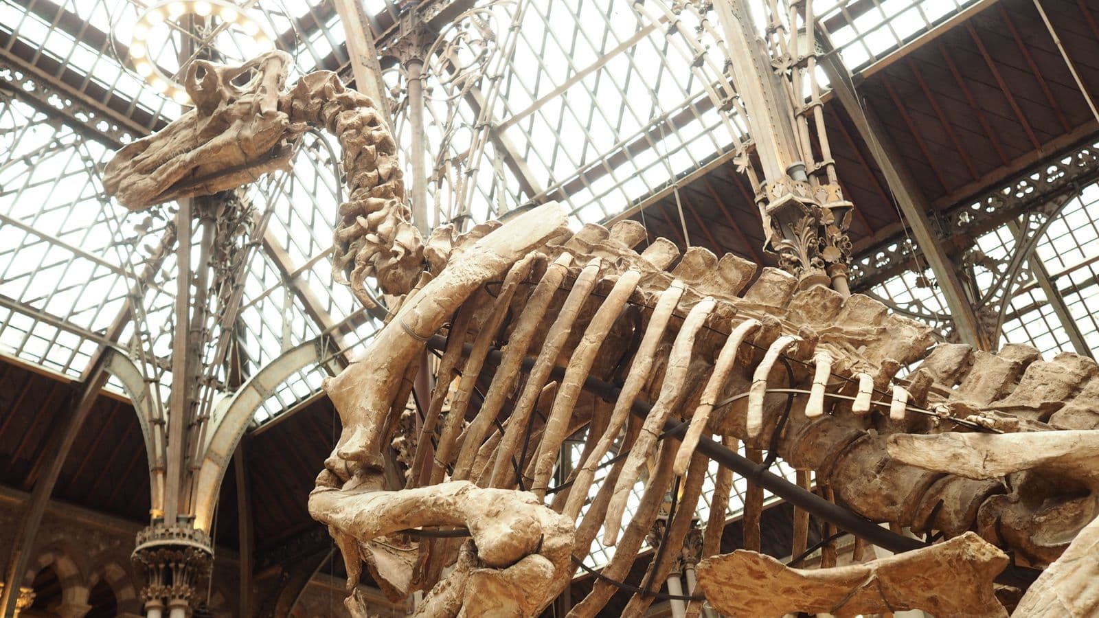 Un squelette de dinosaure sous le toit vitré d'une salle de musée